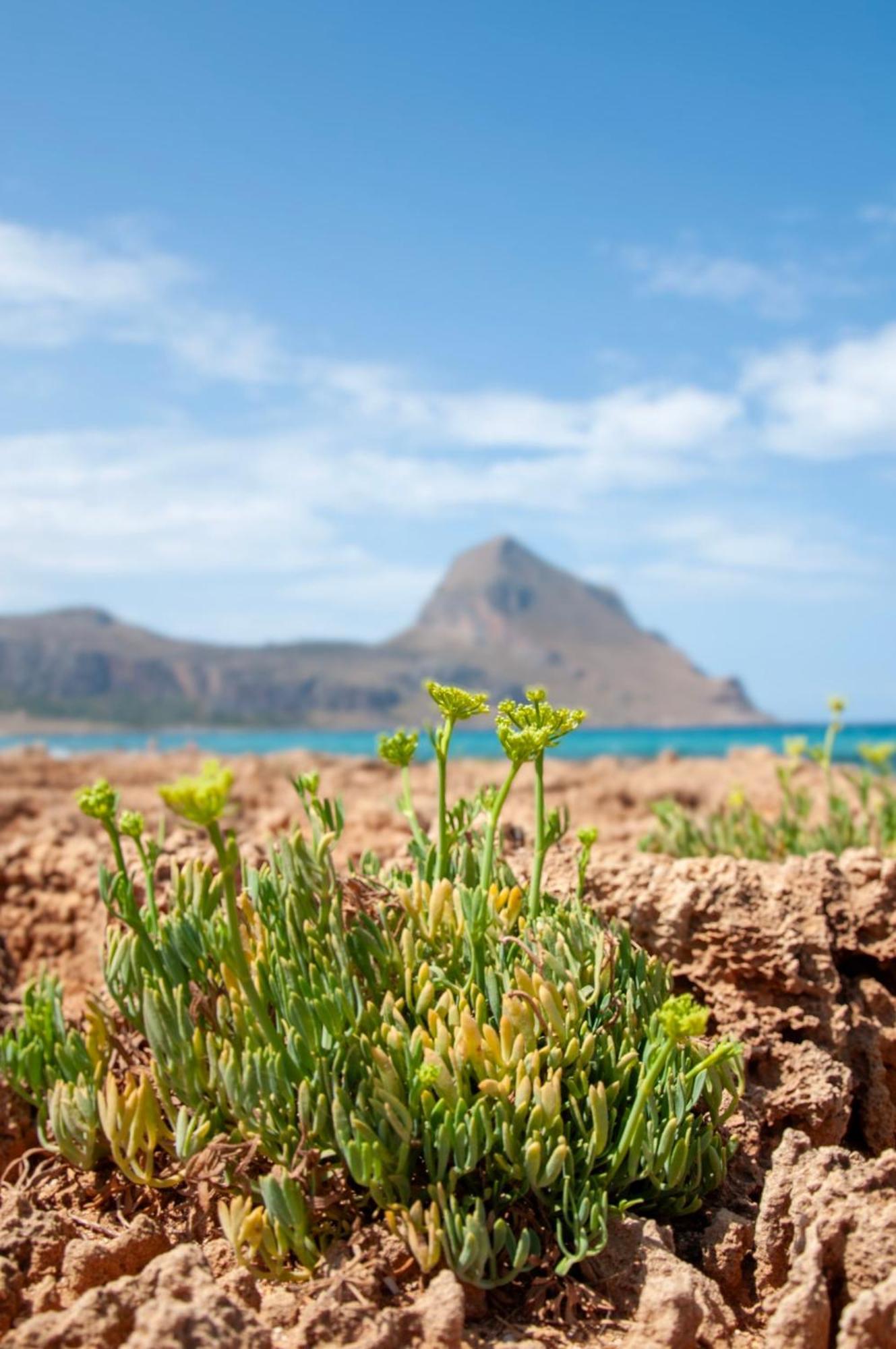 Appartamento Casa Magnolia San Vito Lo Capo Dış mekan fotoğraf